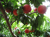 熊本県産桃（白鳳）